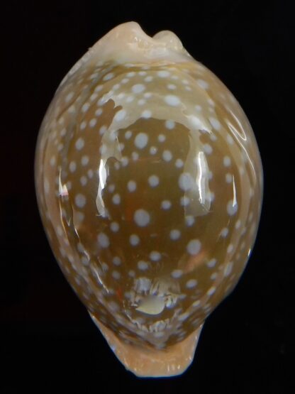 Naria miliaris miliaris ... BALL ... 31,78 mm Gem-45927