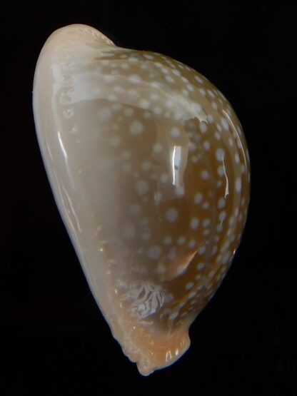 Naria miliaris miliaris ... BALL ... 31,78 mm Gem-45928