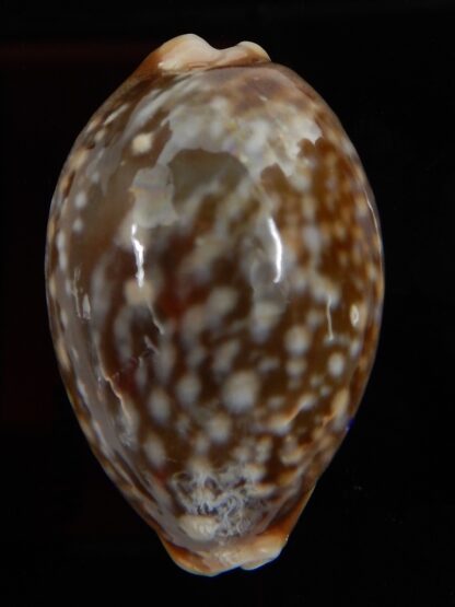 Lyncina vitellus..SP pattern ... 39,33 mm Gem-45875