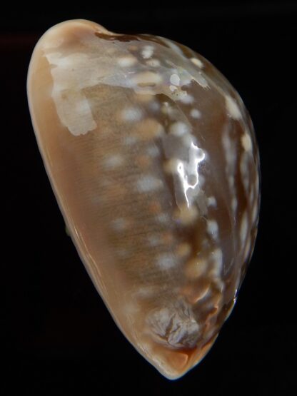 Lyncina vitellus..SP pattern ... 39,33 mm Gem-45877