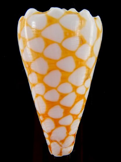Conus marmoreus ..Orange ... 51,40 mm F+++:Gem -45860