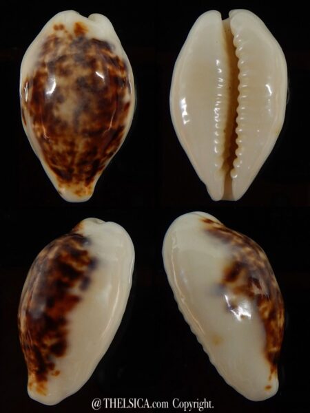Eclogavena coxeni hypercalosa ..Niger ... 23,67 mm Gem-0