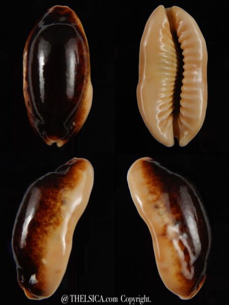 Erronea caurica longior N&R 42,73 mm Gem-0