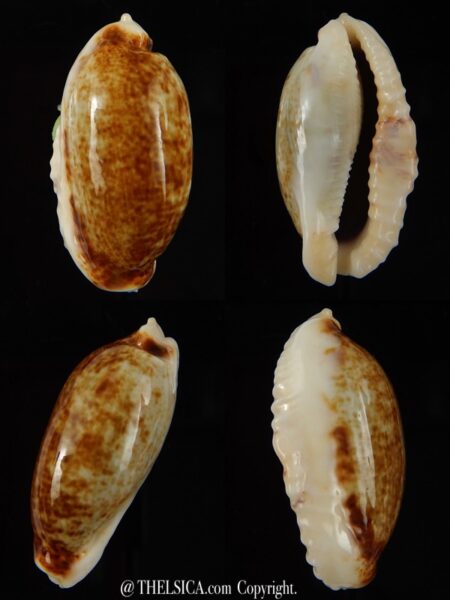 Erronea cylindrica lenella N&R 35,50 mm Gem-0