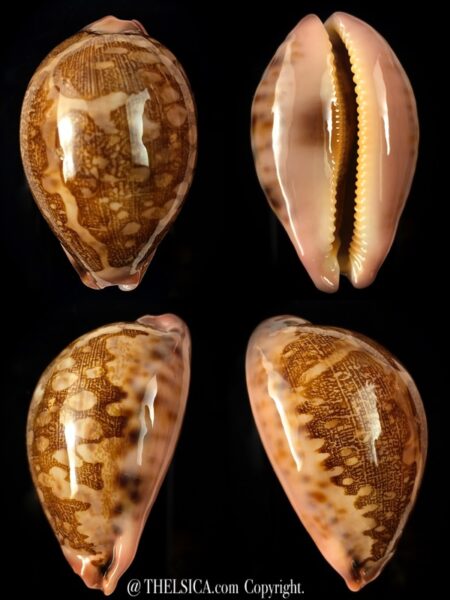 Leporicypraea mappa viridis guamensis... DWARF ... 54,30 mm Gem-0