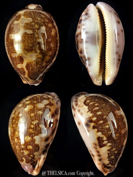 Leporicypraea mappa viridis guamensis 63,25 mm Gem-0