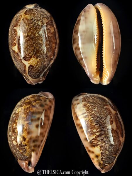 Leporicypraea mappa viridis guamensis 66.45 mm F+++/Gem -0