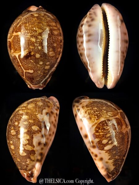 Leporicypraea mappa viridis guamensis 72.71 mm Gem-0