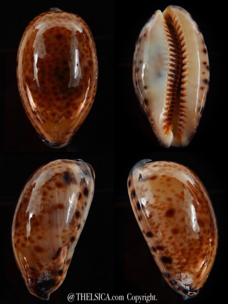 Lyncina lynx vanelli 48.05 mm Gem-0
