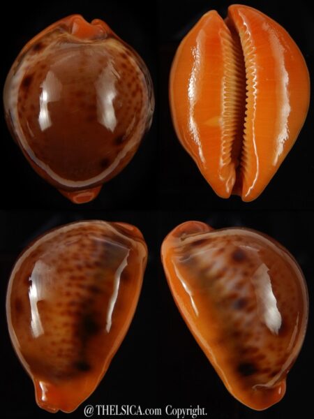 Lyncina porteri porteri 43,50 mm Gem-0