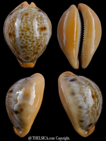 Lyncina porteri porteri 49,4 mm Gem-0
