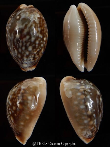 Lyncina vitellus..SP pattern ... 39,33 mm Gem-0