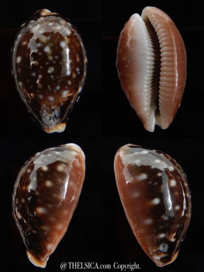 Lyncina vitellus..SP pattern ... 45,93 mm Gem-0