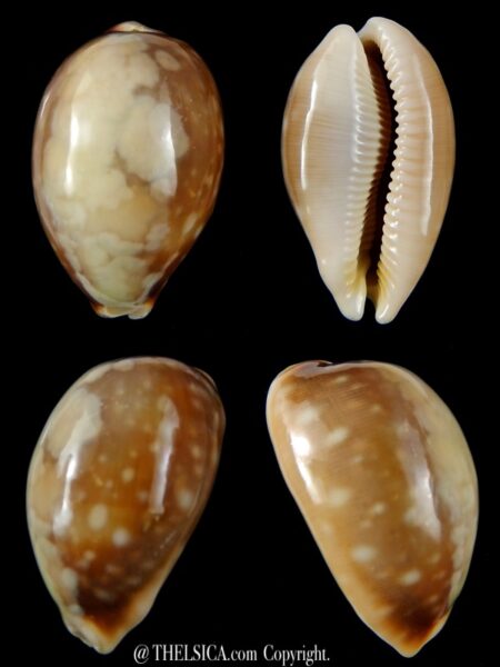 Lyncina vitellus vitellus ..Overglazed ... 57,49 mm Gem-0