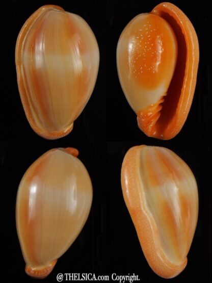Marginella Closia princeps 39,66 mm Gem-0
