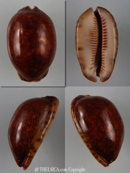 Mauritia arabica arabica ... rusty ... 47,25 mm F+++/Gem-0