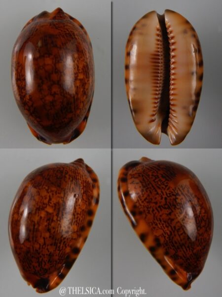 Mauritia arabica arabica ... rusty ... 54,89 mm Gem-0