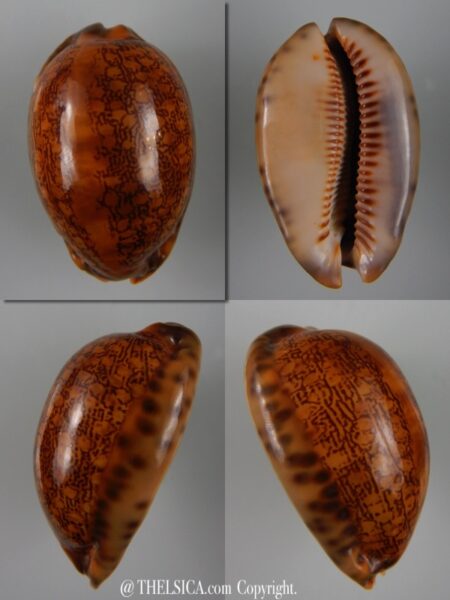 Mauritia arabica arabica ... rusty ... 55,75 mm Gem-0
