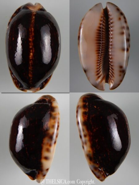 Mauritia arabica N&R 60,64 mm Gem-0