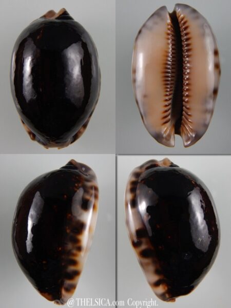 Mauritia arabica N&R 63,57 mm F+++/Gem-0