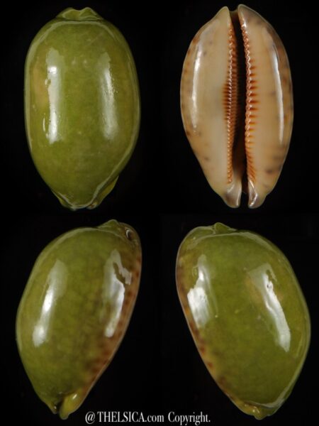 Mauritia eglantina " Green overglazed " 65,98 mm F+++/Gem-0