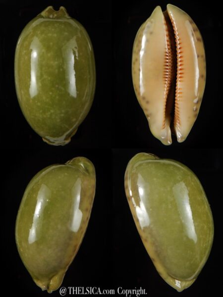 Mauritia eglantina " Green overglazed " 67,70 mm F+++/Gem-0