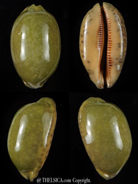 Mauritia eglantina " Green overglazed " 71,03 mm F+++/Gem-0