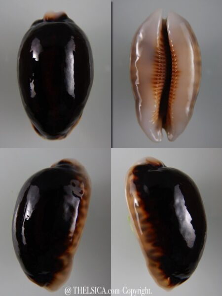 Mauritia eglantina N&R 48,72 mm Gem-0