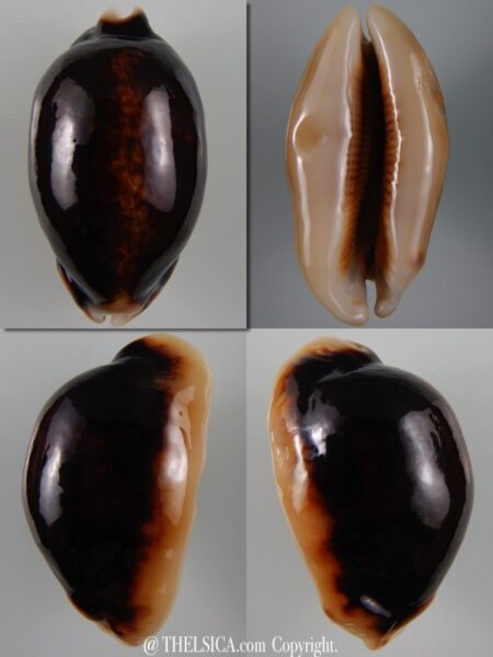 Mauritia eglantina N&R 61,37 mm Gem-0