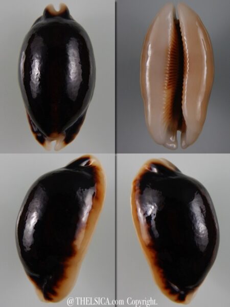 Mauritia eglantina N&R 61,80 mm Gem-0