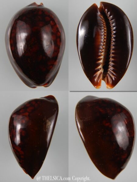 Mauritia mauritiana ... RUSTY ... 65,25 mm F+++/Gem-0