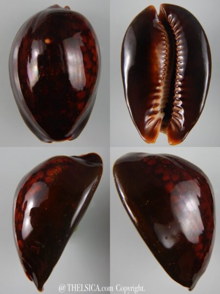 Mauritia mauritiana ... RUSTY ... 68,70 mm F+++/Gem-0