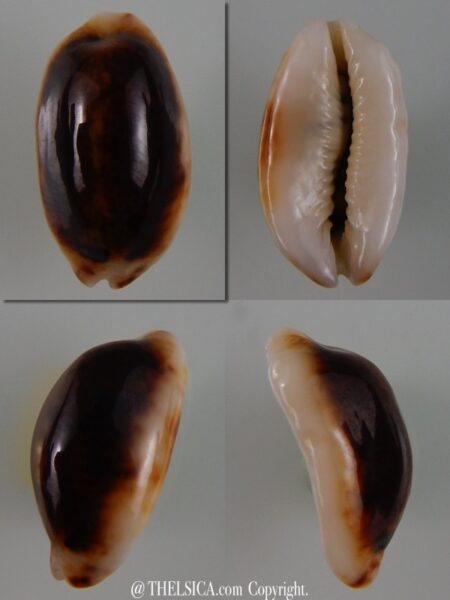 Melicerona listeri melvilli N&R 20,74 mm Gem-0