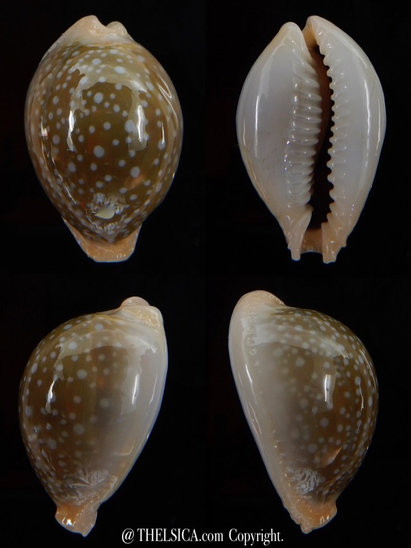 Naria miliaris miliaris ... BALL ... 31,78 mm Gem-0