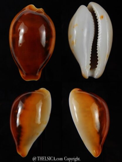 Neobernaya spadicea ... Rusty ... 44,09 mm Gem-0