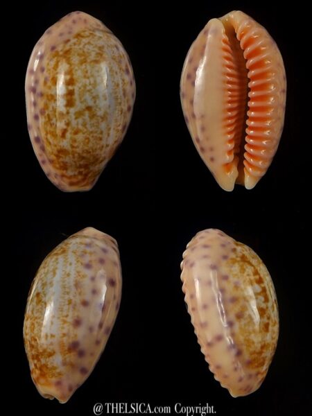 Ovatipsa chinensis chinensis . 32 mm Gem-0