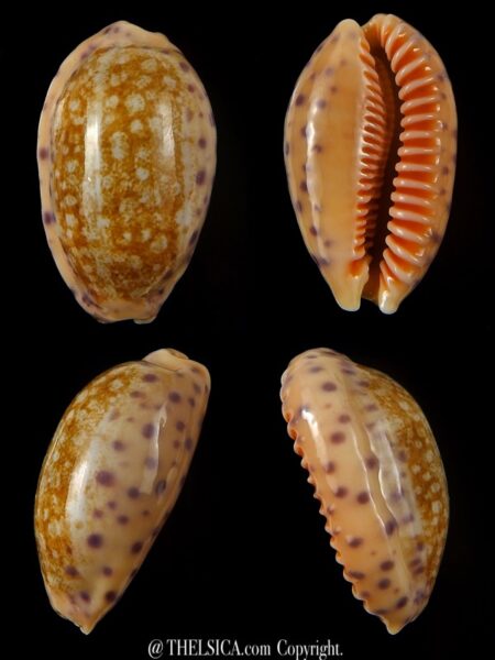 Ovatipsa chinensis chinensis ..43,08 mm Gem-0