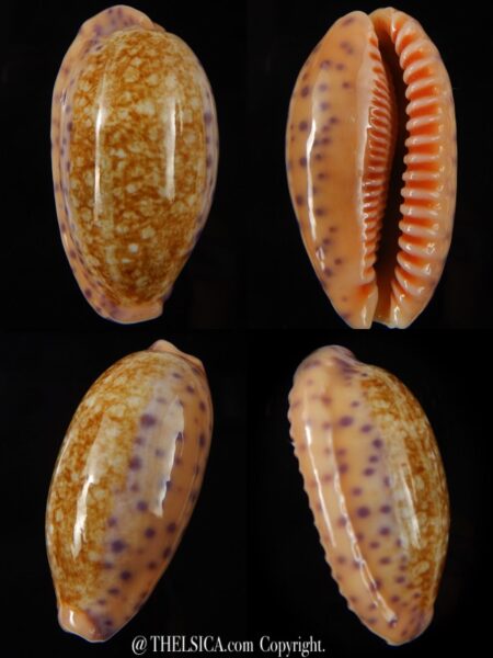 Ovatipsa chinensis chinensis ..Big size ... 47,29 mm Gem-0