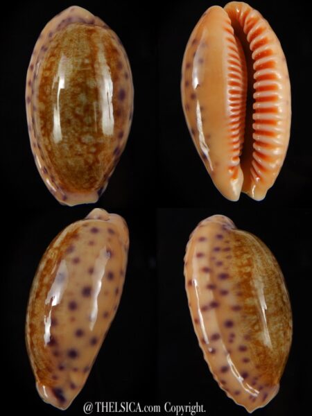 Ovatipsa chinensis chinensis ..Big size ... 48,64 mm Gem -0