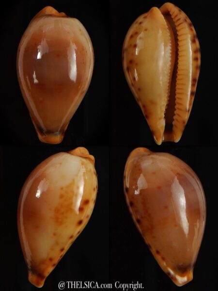 Palmulacypraea boucheti 21,65 mm Gem-0