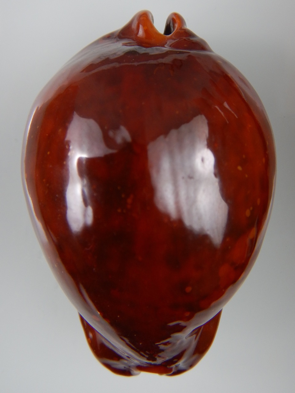 Trona stercoraria stercoraria ... rusty...79,55 mm GEM (-)-45439