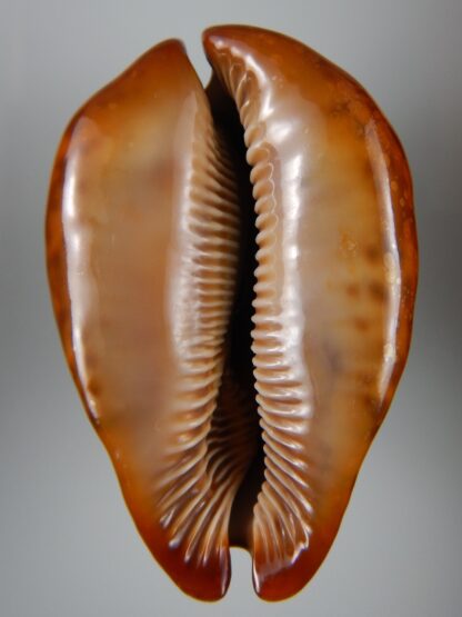 Trona stercoraria stercoraria ... rusty...79,55 mm GEM (-)-45440