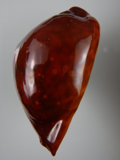 Trona stercoraria stercoraria ... rusty...79,55 mm GEM (-)-45438