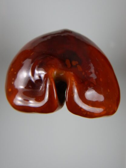 Trona stercoraria stercoraria ... rusty...79,55 mm GEM (-)-45437