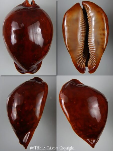 Trona stercoraria stercoraria ... rusty...79,55 mm GEM (-)-0