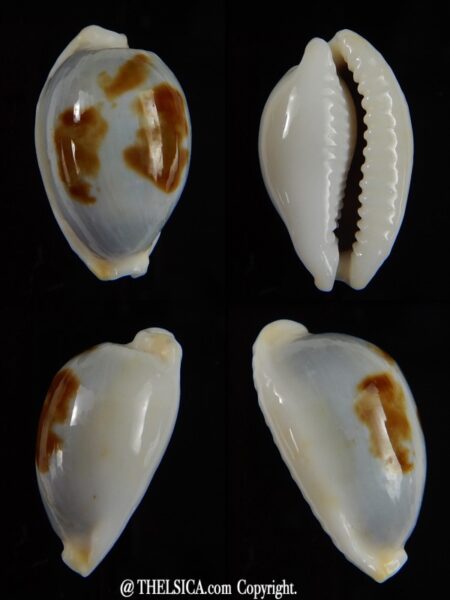 Bistolida brevidentata fluctuans 21,96 mm F+++/Gem-0