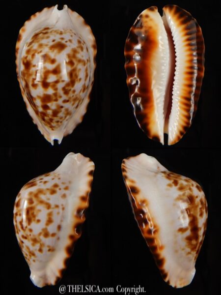 Zoila marginata bataviensis 46,70 mm Gem-0