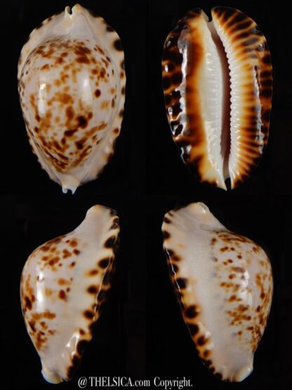Zoila marginata bataviensis 47,21 mm Gem-0