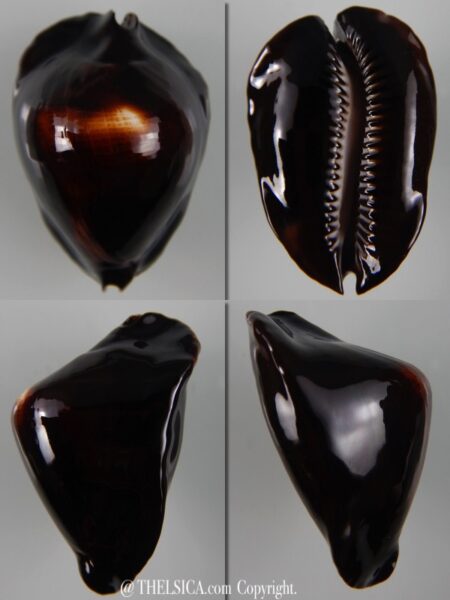 Zoila rosselli rosselli 46,20 mm Gem (-)-0