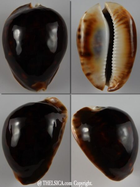 Zoila thersites thersites .. BLACK ... 64,57 mm Gem -0